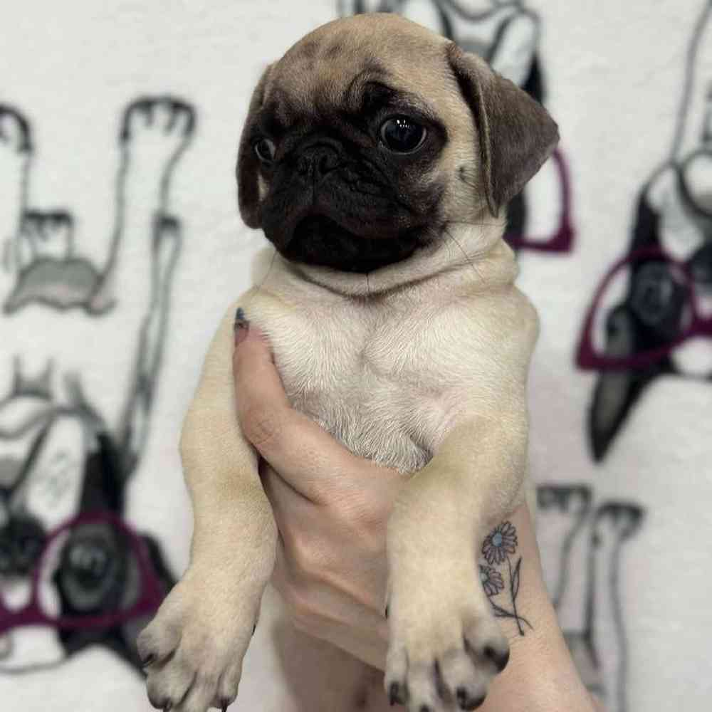 Image of a pet breed in the gallery