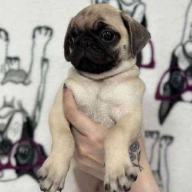 Pug
