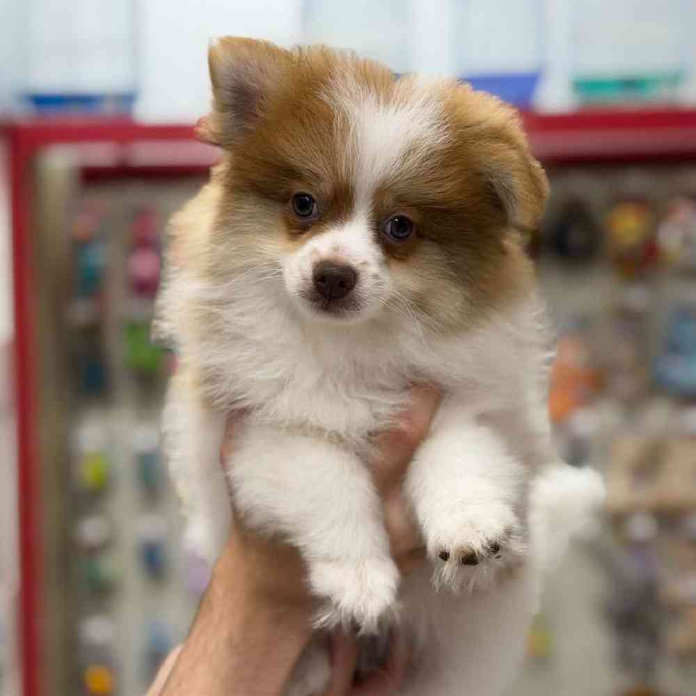 Image of a pet breed in the gallery