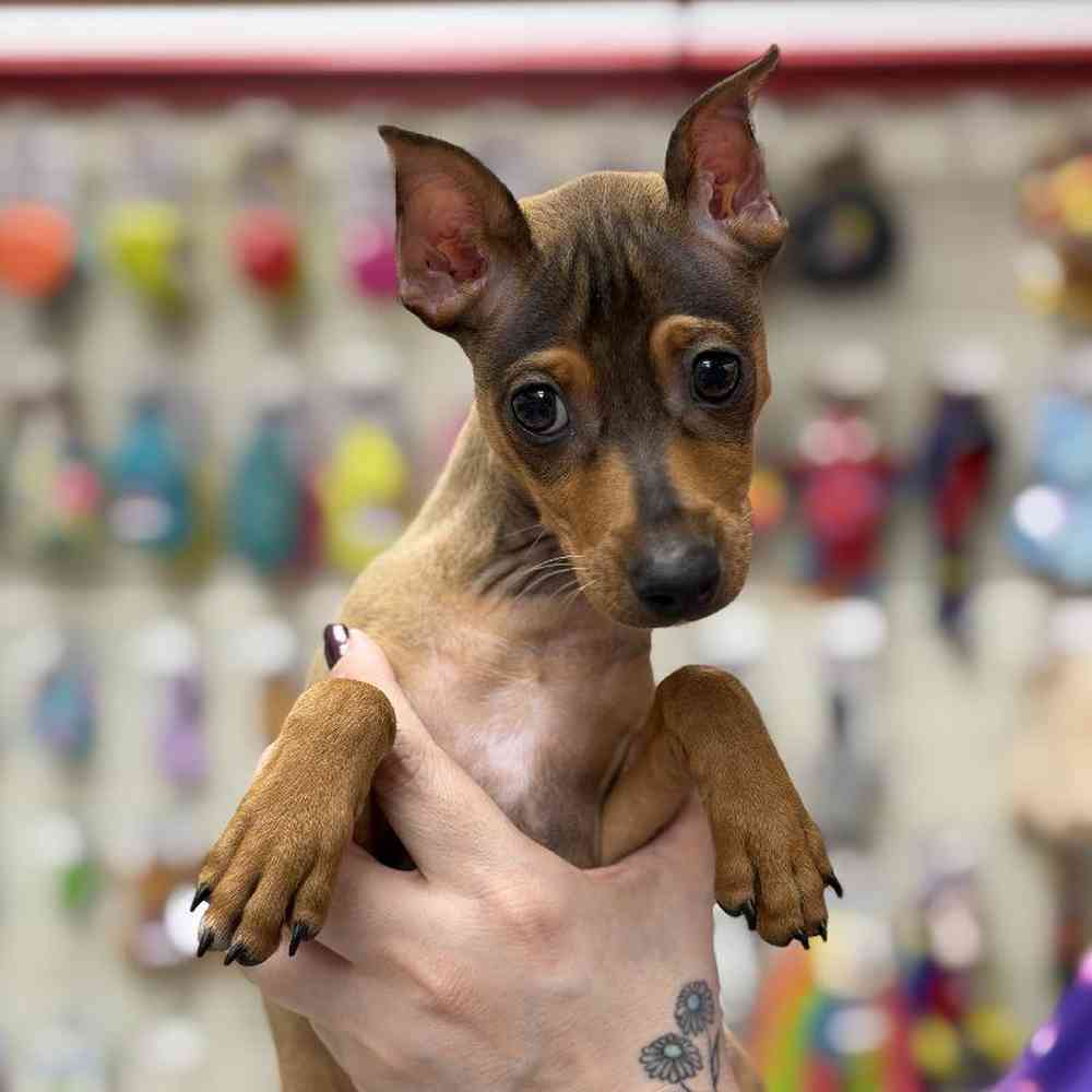 Image of a pet breed in the gallery