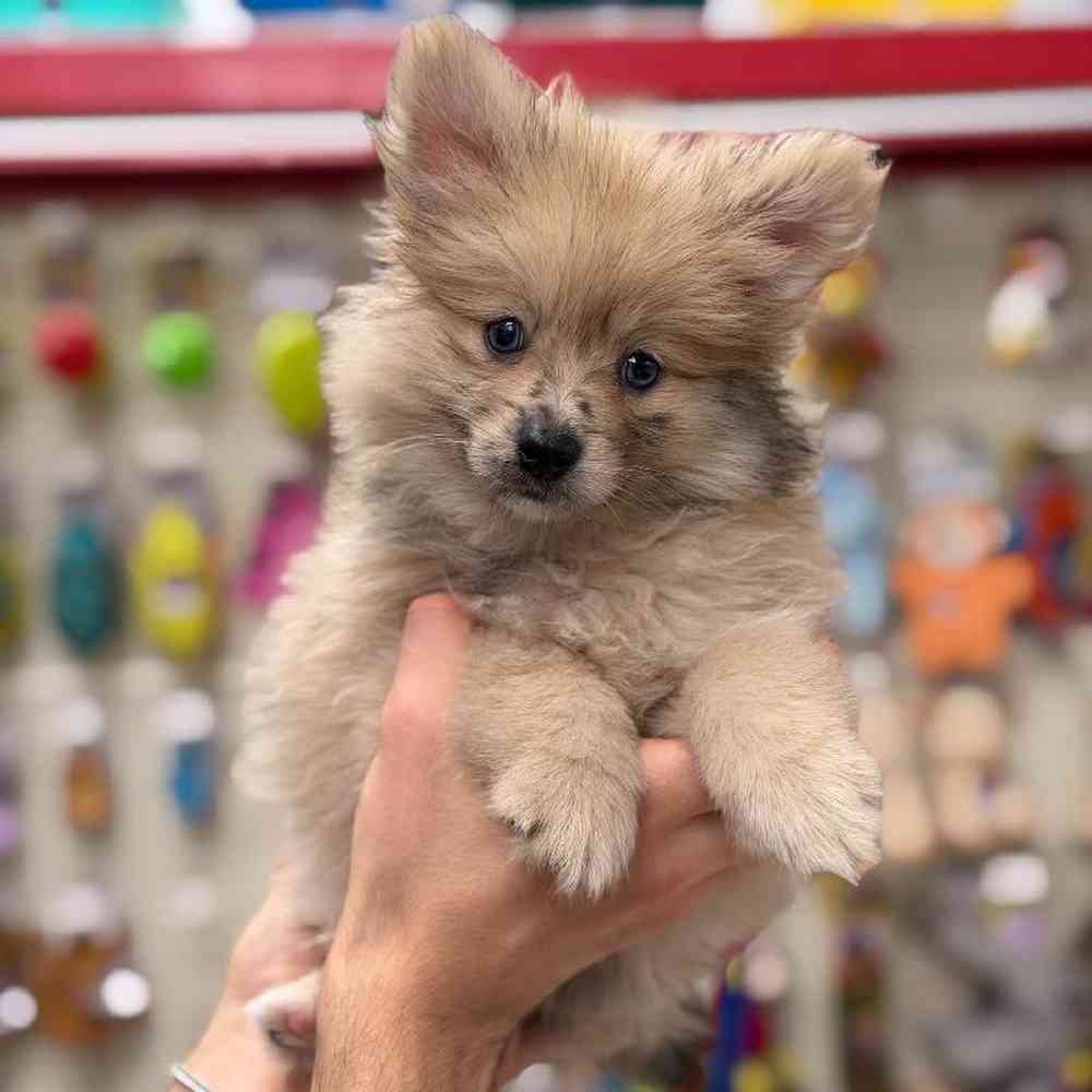 carousel pet images