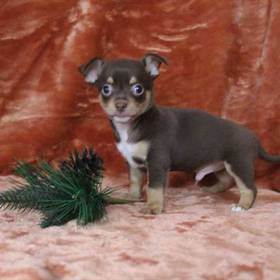 Chihuahua