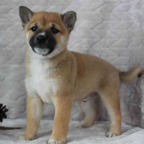 Shiba Inu