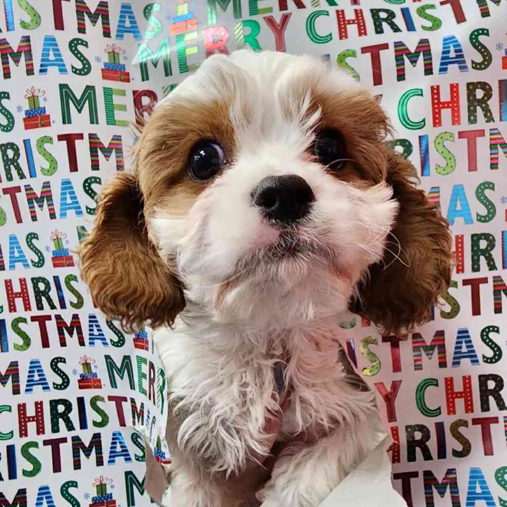 carousel pet images