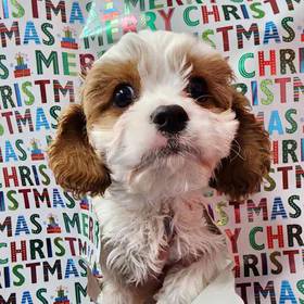 Cavachon