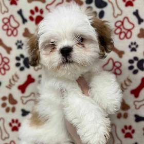 Lhasa Apso