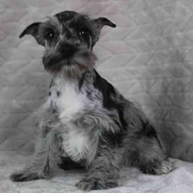Mini Schnauzer