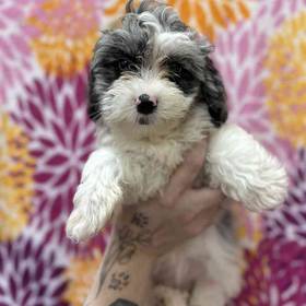Daisy Dog