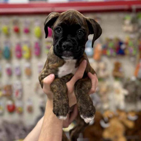 Roxy