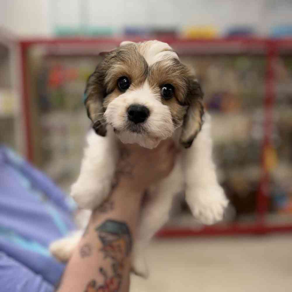 carousel pet images