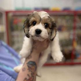 Cavachon