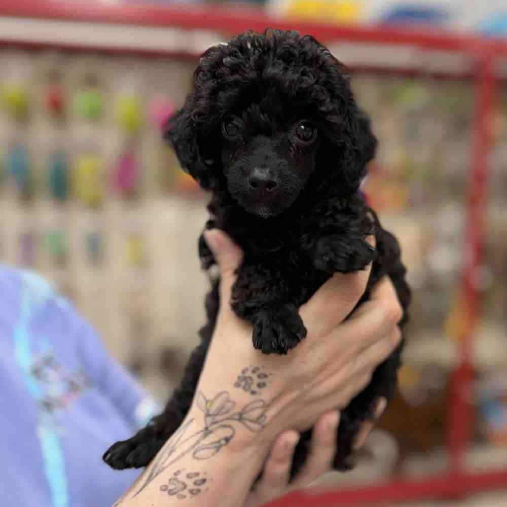 carousel pet images