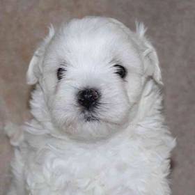 Maltese