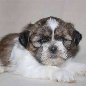 Shih Tzu