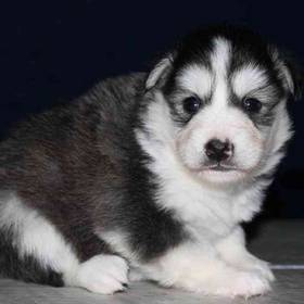 Huskimo