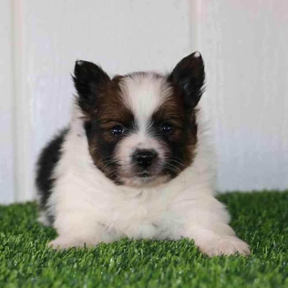 Image of a pet breed in the gallery