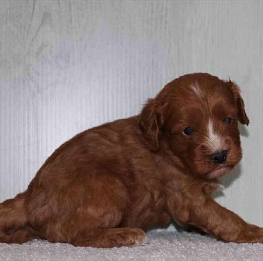 Image of a pet breed in the gallery