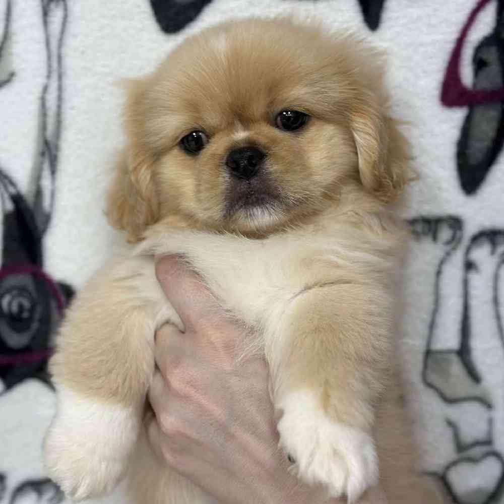 Image of a pet breed in the gallery