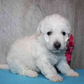 Bichon