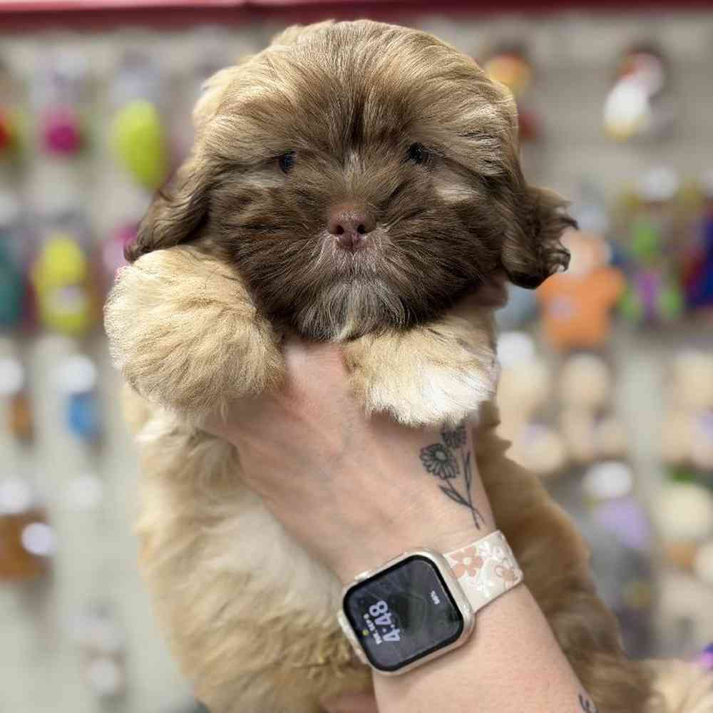 carousel pet images