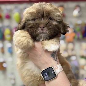 Shih Tzu