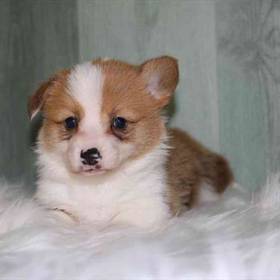 Pembroke Welsh Corgi
