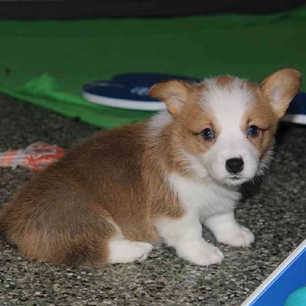 carousel pet images