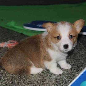 Pembroke Welsh Corgi