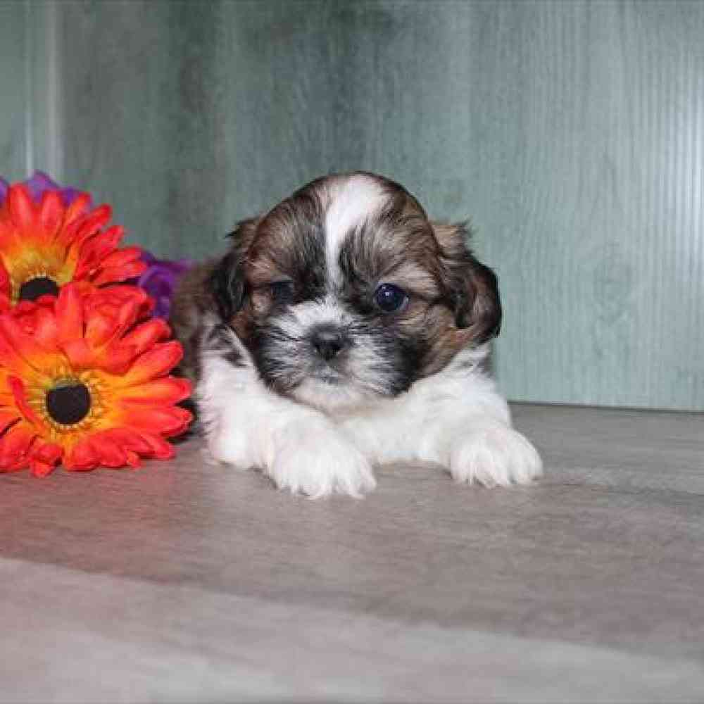 carousel pet images