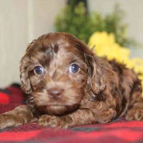 Cockapoo