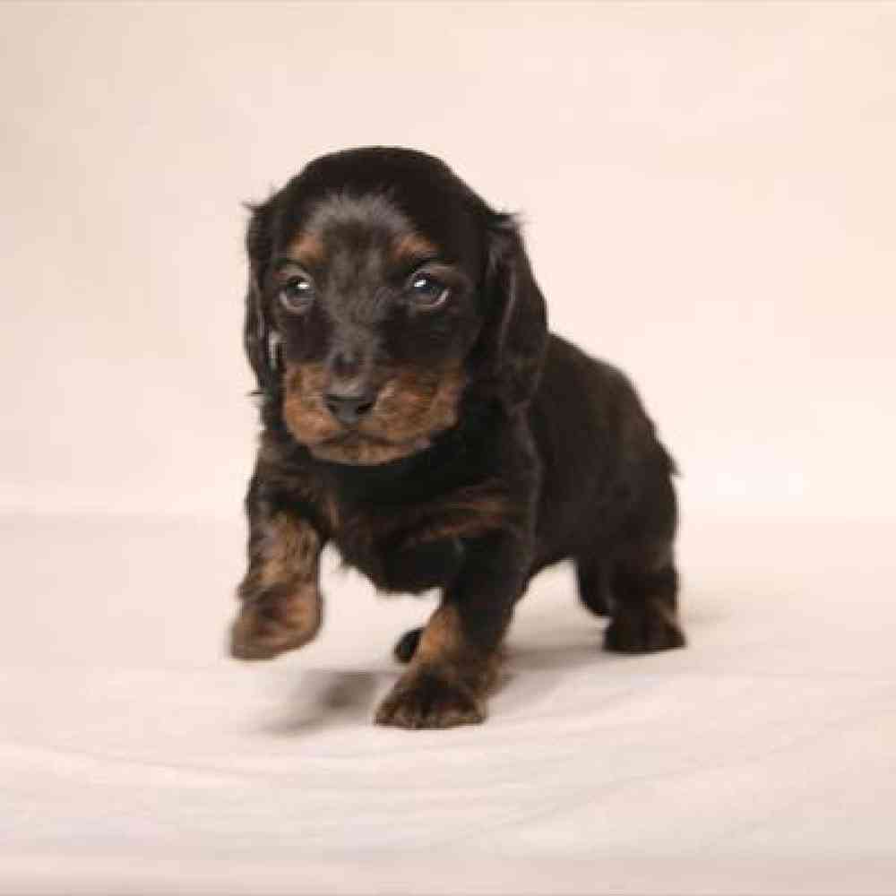 Image of a pet breed in the gallery