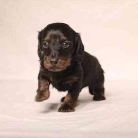 Dachshund