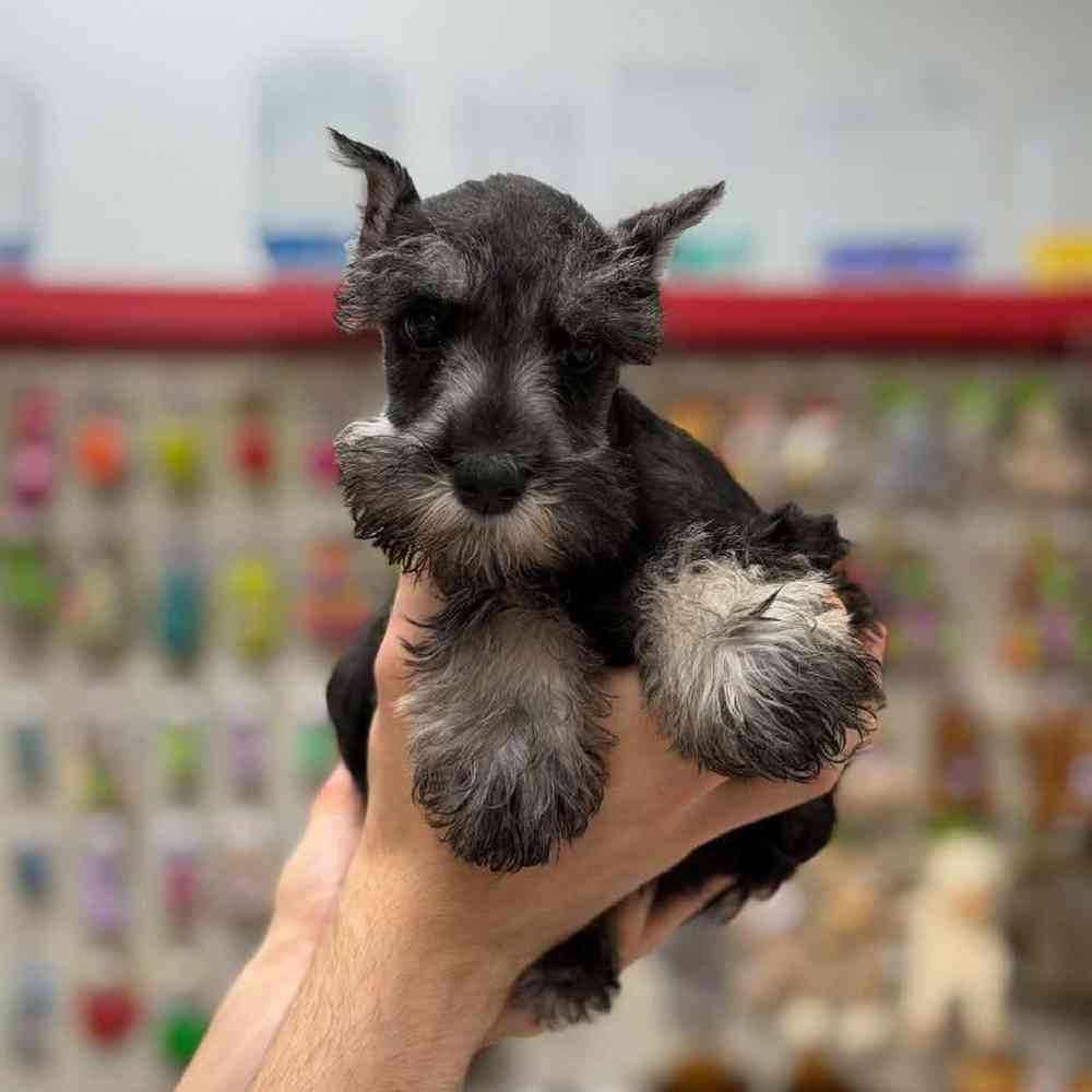 Image of a pet breed in the gallery