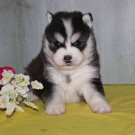 Pomsky