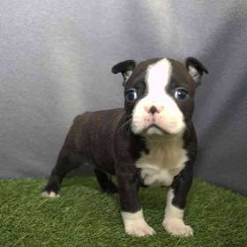 Boston Terrier