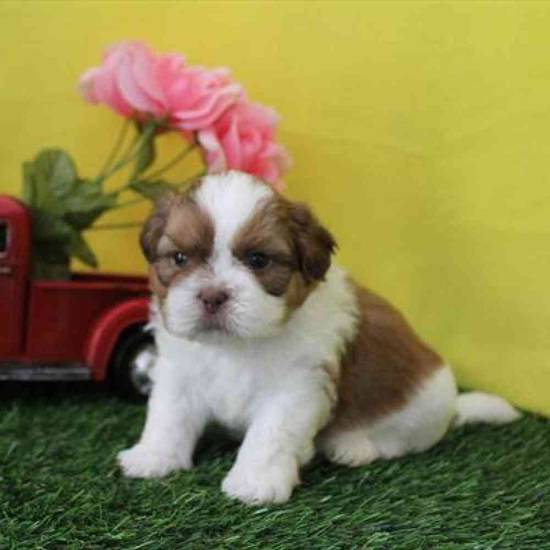 Shih Tzu