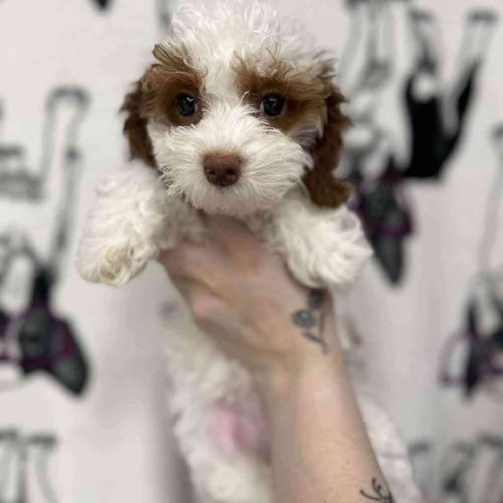 carousel pet images