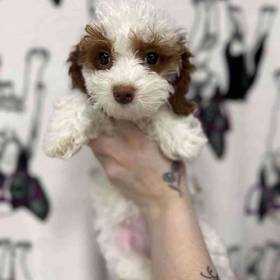 Poodle