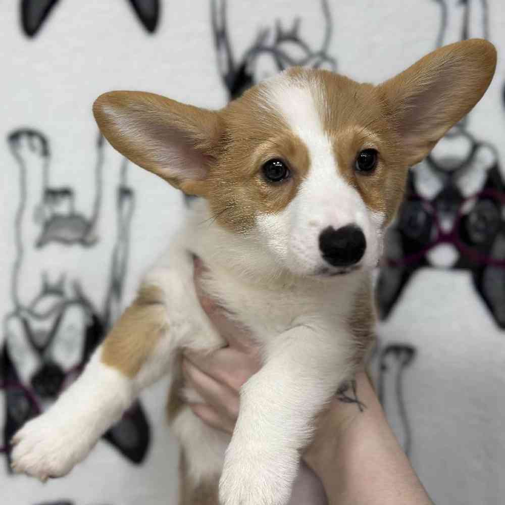 carousel pet images