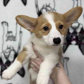 Pembroke Welsh Corgi
