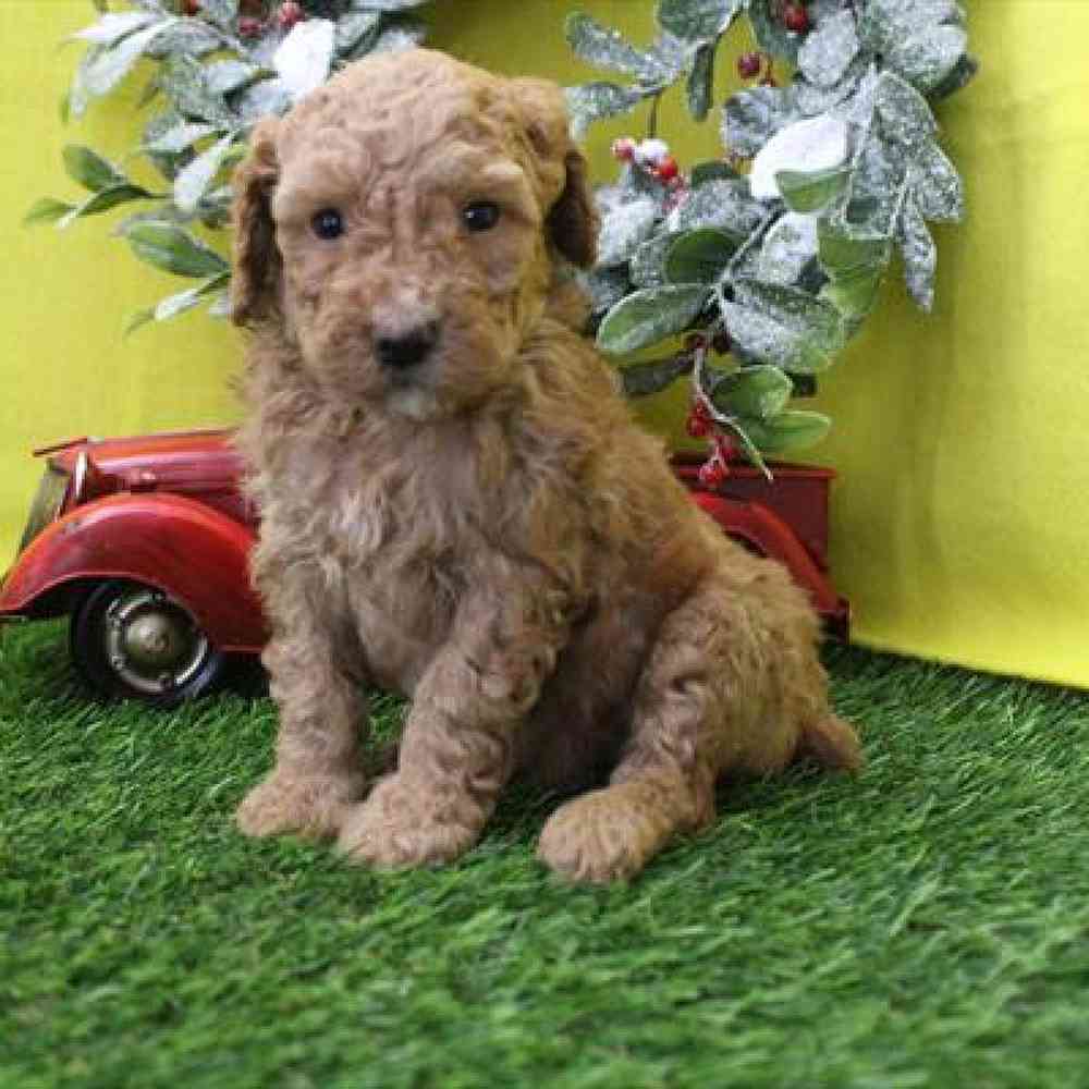 Puppy