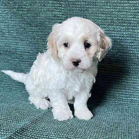 Maltipoo