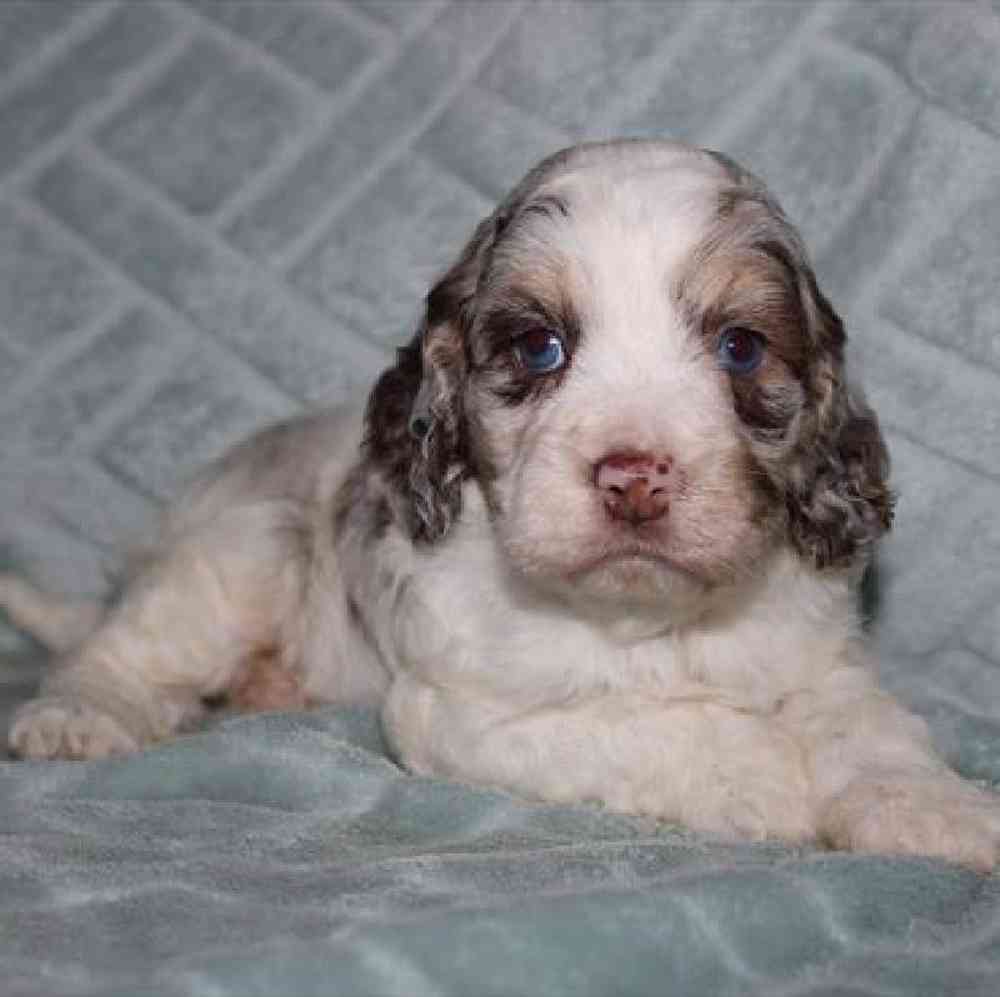 carousel pet images