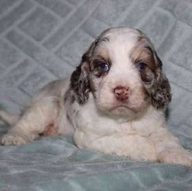 Cockapoo