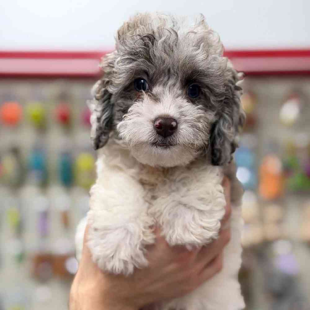 Image of a pet breed in the gallery