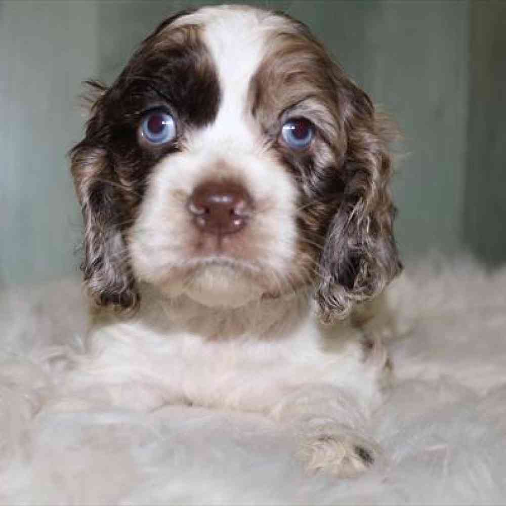 Image of a pet breed in the gallery