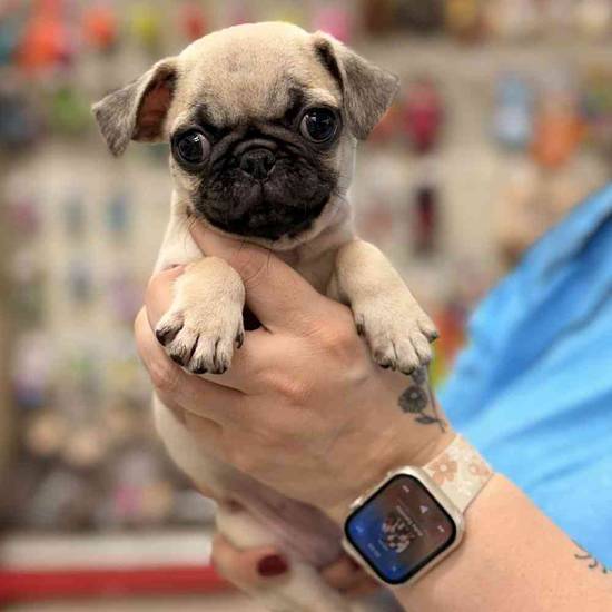 Pug