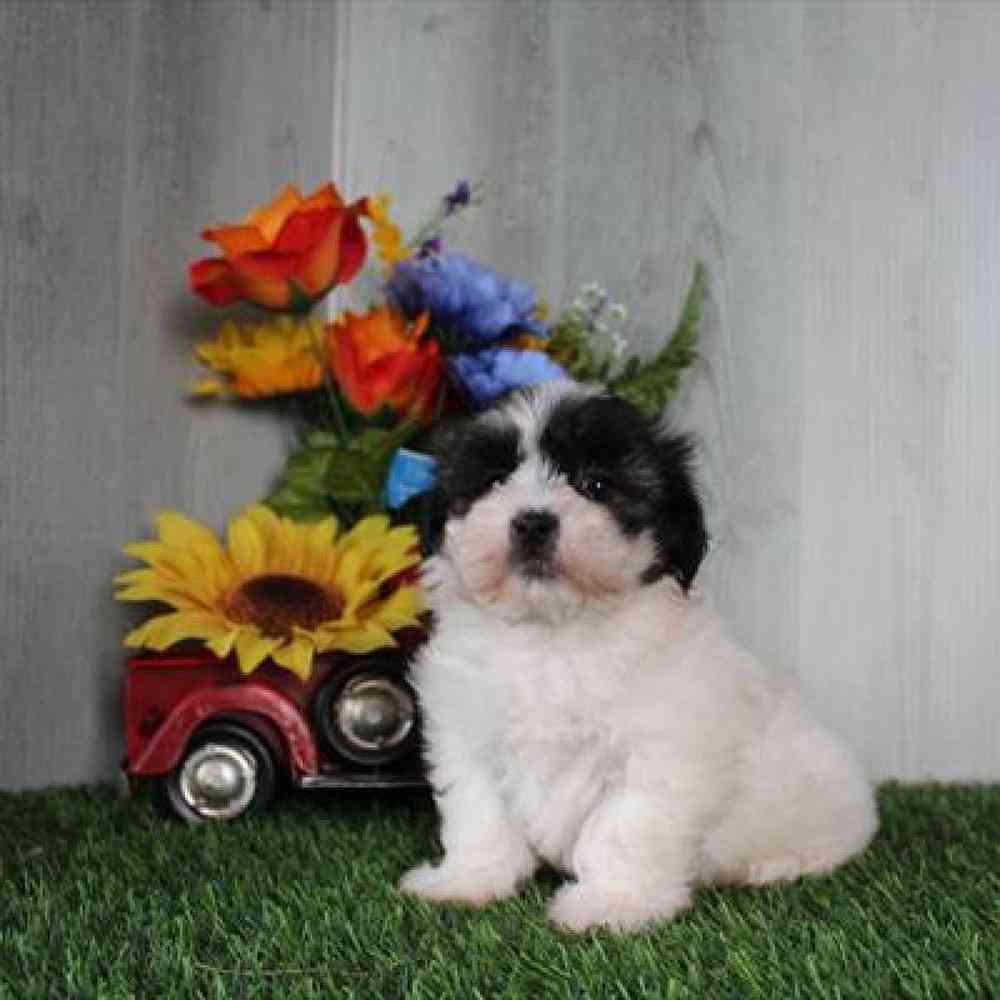 carousel pet images