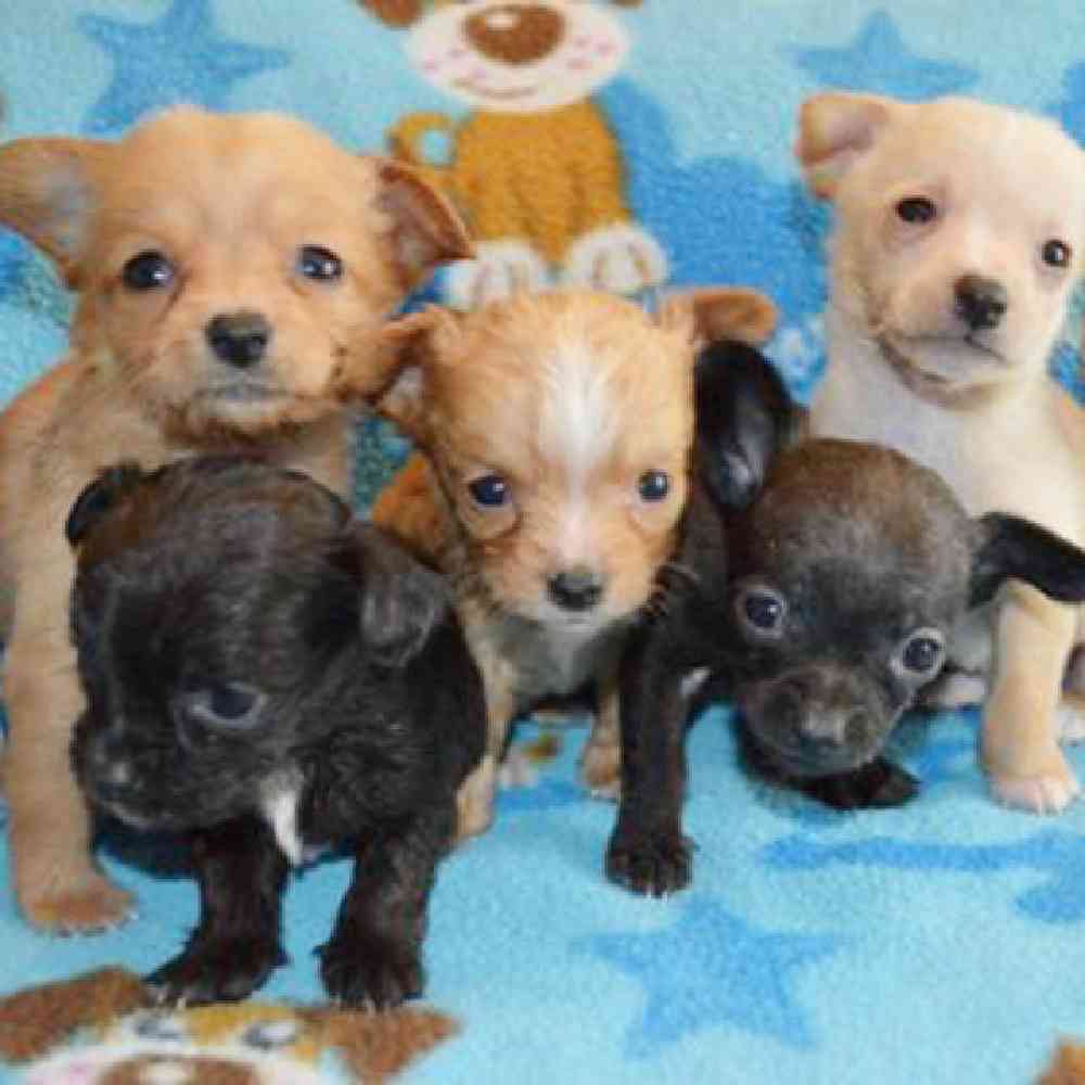Chiweenie Puppies for sale Pet World