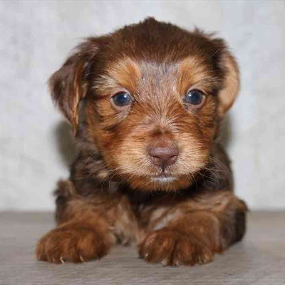Image of a pet breed in the gallery